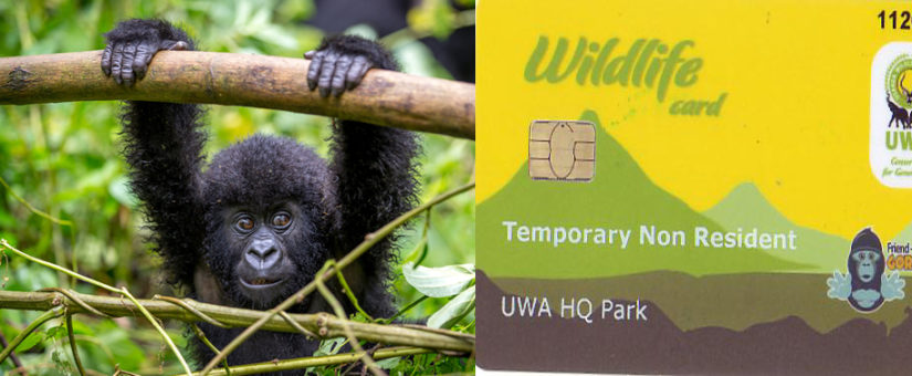 Gorilla permit booking terms and conditions