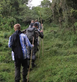 comparing gorilla trekking in Uganda & Rwanda