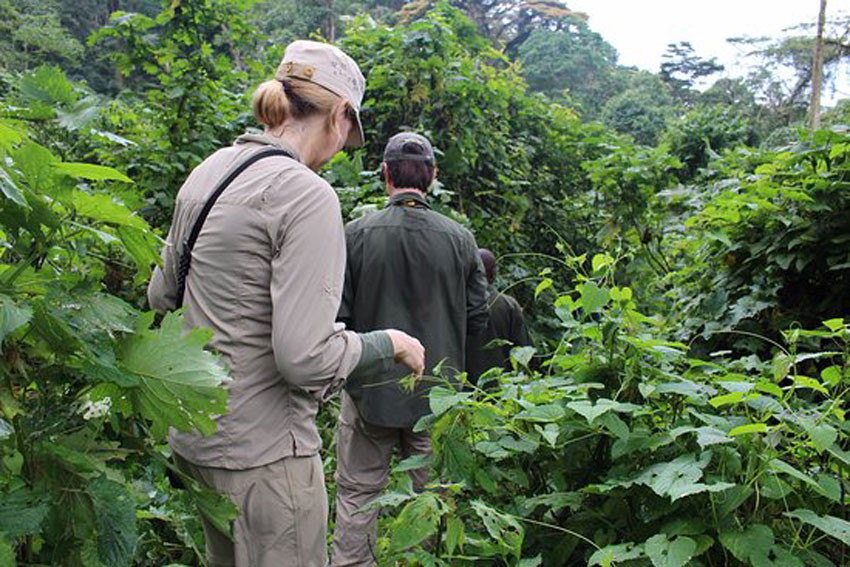 Nature/Forest Walks In Bwindi Forest