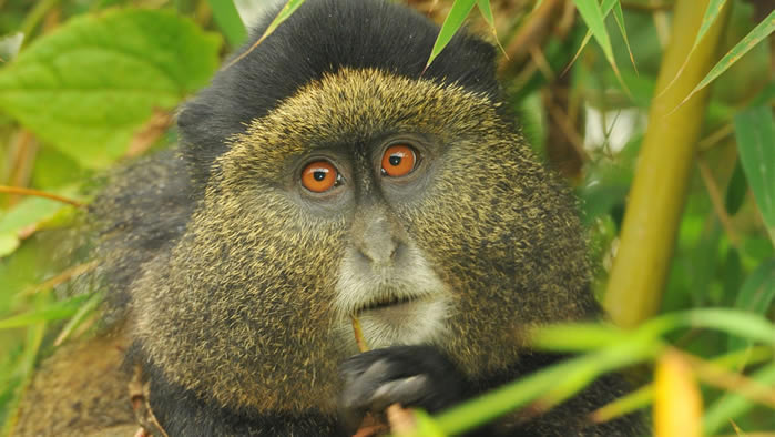 Golden monkeys in Rwanda