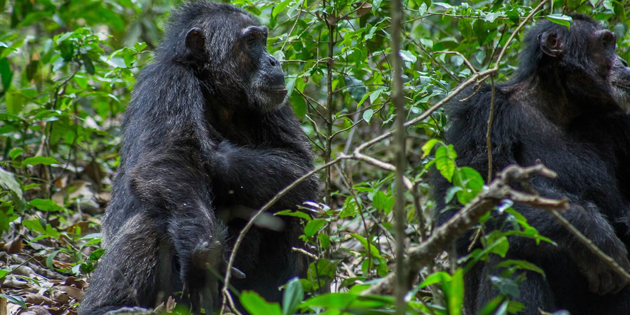 Where to trek chimpanzees in Africa