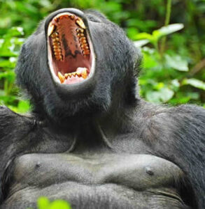 short uganda gorilla tours