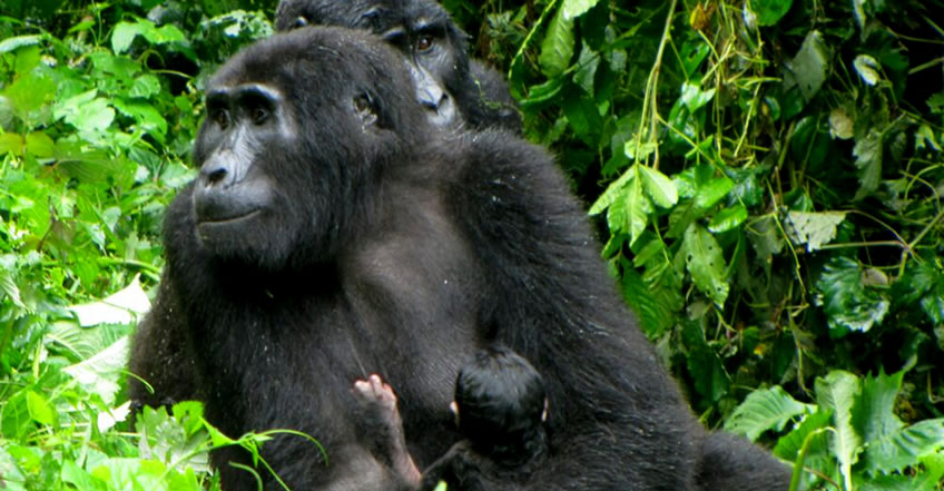 Baby boom in Uganda Gorilla Parks