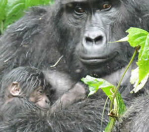 Gorilla baby boom in Uganda