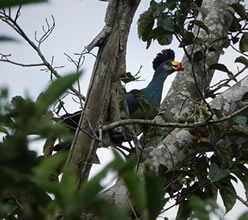 Bigodi wetland sanctuary