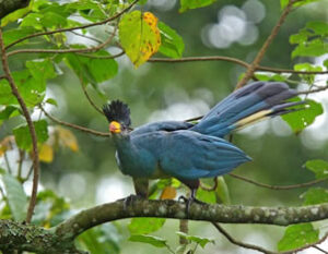 Birding in Kibale Forest National Park