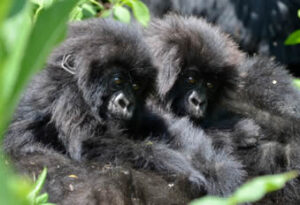 Baby gorilla tours in Bwindi Forest