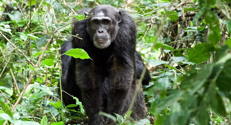 Kibale Forest Re opened for Chimpanzee Trekking