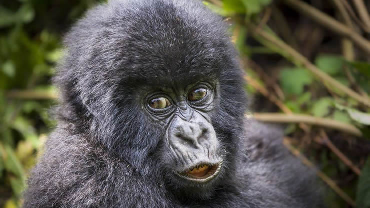 Facts About Mountain gorilla trekking