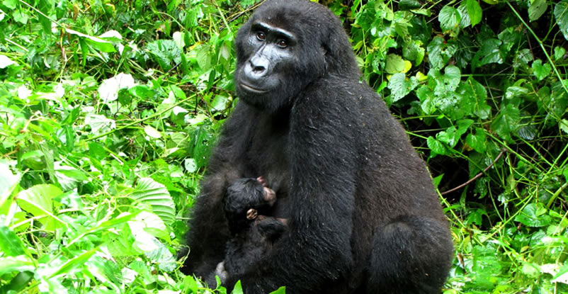 New gorilla Born in Bwindi