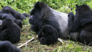 Gorilla trekking in Mgahinga Park