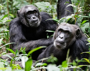 Cahimpanzee trekking in Kibale Forest