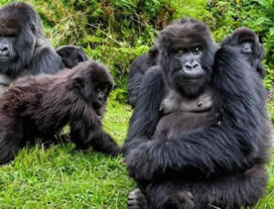 Uganda reopens for gorilla trekking