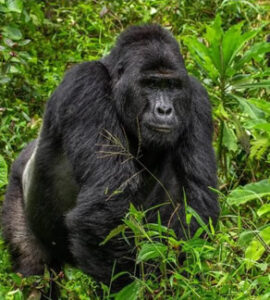 facts about gorilla trekking