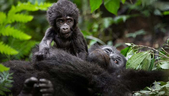 Gorilla trekking reopened in Uganda