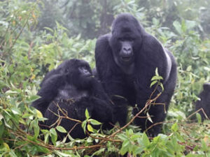 Who is eligible to trek gorillas