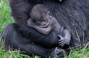 Bay gorilla boom in Uganda