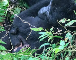 New baby gorilla born in Ruhija