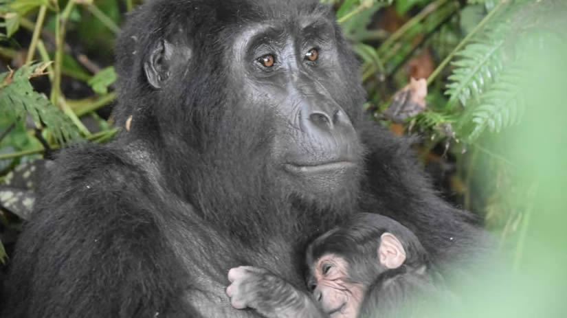 Baby Gorilla Born in Ruhija Sector