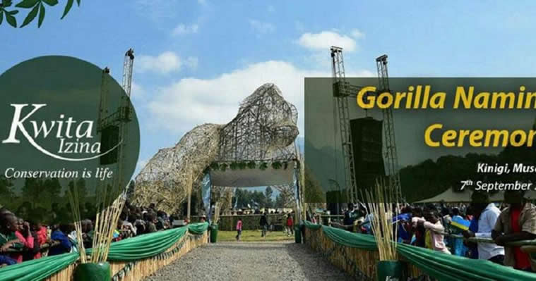 Virtual gorilla tours in Rwanda