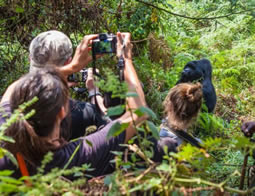 Trekking to see gorillas