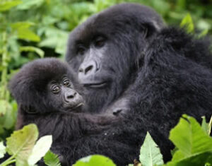 Cost of Rwanda gorilla tours