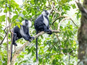 Entrance fees to Nyungwe Forest