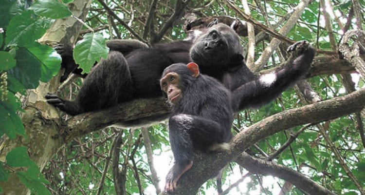 Entrance fees to Nyungwe Forest National Park