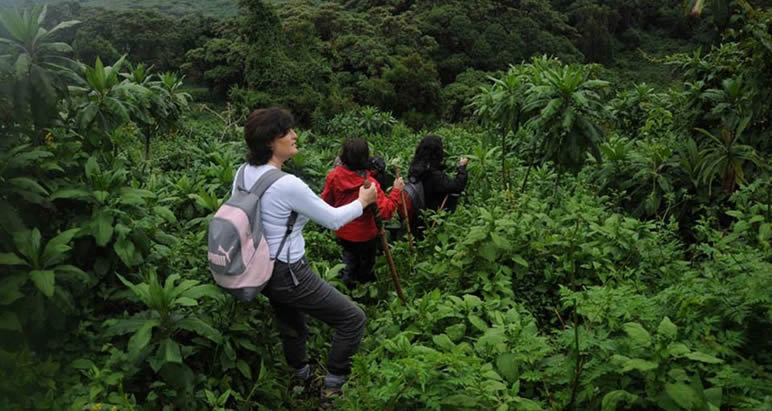 How safe is gorilla trekking