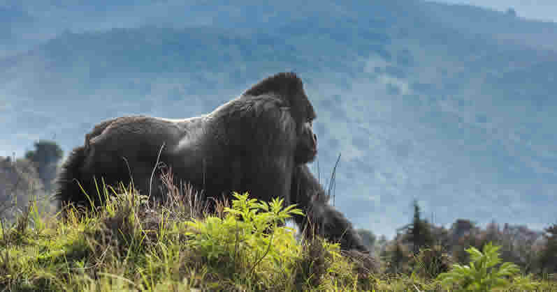 Guide to Gorilla Trekking in Rwanda