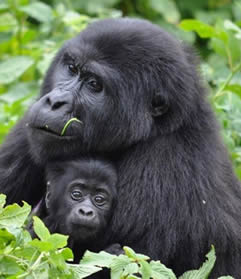 Discounted gorilla safaris in Uganda