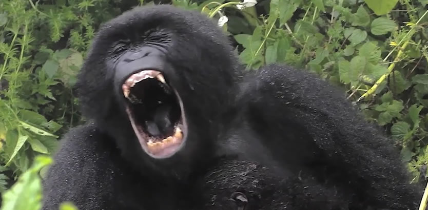Discounted gorilla tours in Uganda