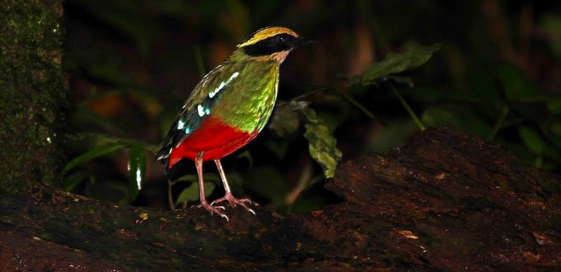 Birds at botanocal Gardens Entebbe