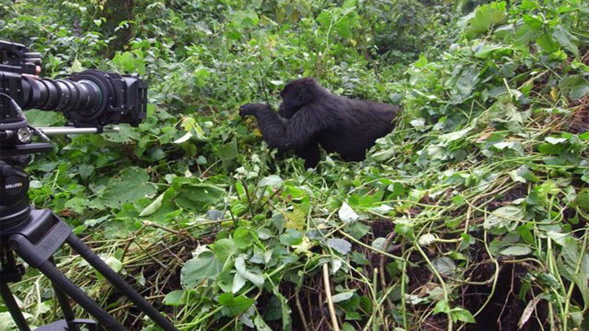 Can Mountain Gorillas Get Covid19?