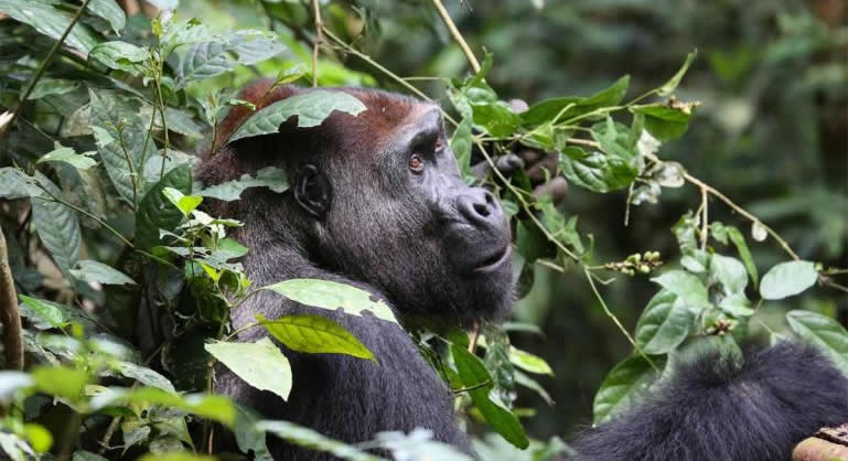 Guide to African Apes Tours