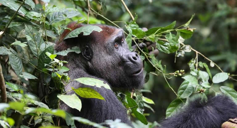 Guide to African Apes tours