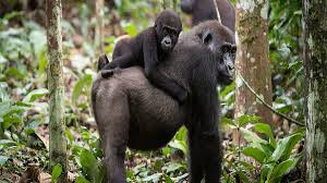 African Apes Tours