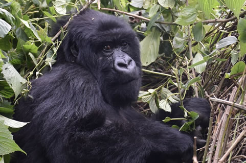 1 Day Rwanda gorilla tour