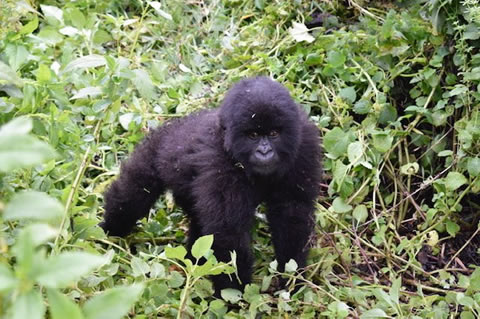 2 Days Gorilla Safari Rwanda