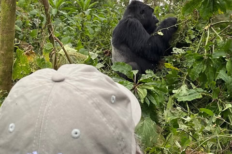 3 Days gorilla habituation expereince tour