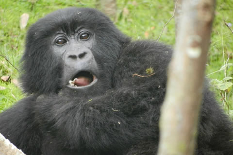 5 Days Uganda primates safari