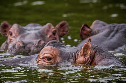 12 Days Uganda gorillas & wildlife safari