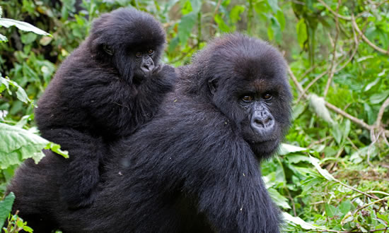 2 Days Gorilla Trek Uganda