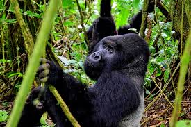 Gorilla Safaris in Africa