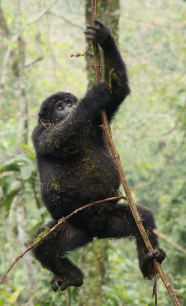 A juvenile  Gorilla in the tree