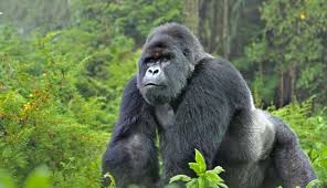 What is the Cost of a Gorilla Safari in Uganda