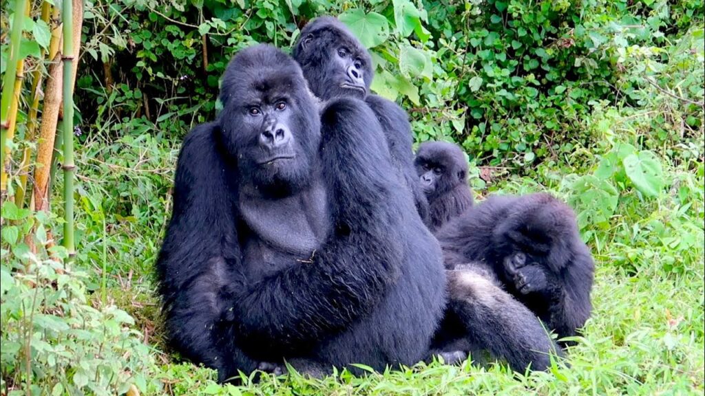 Luxury gorilla tours