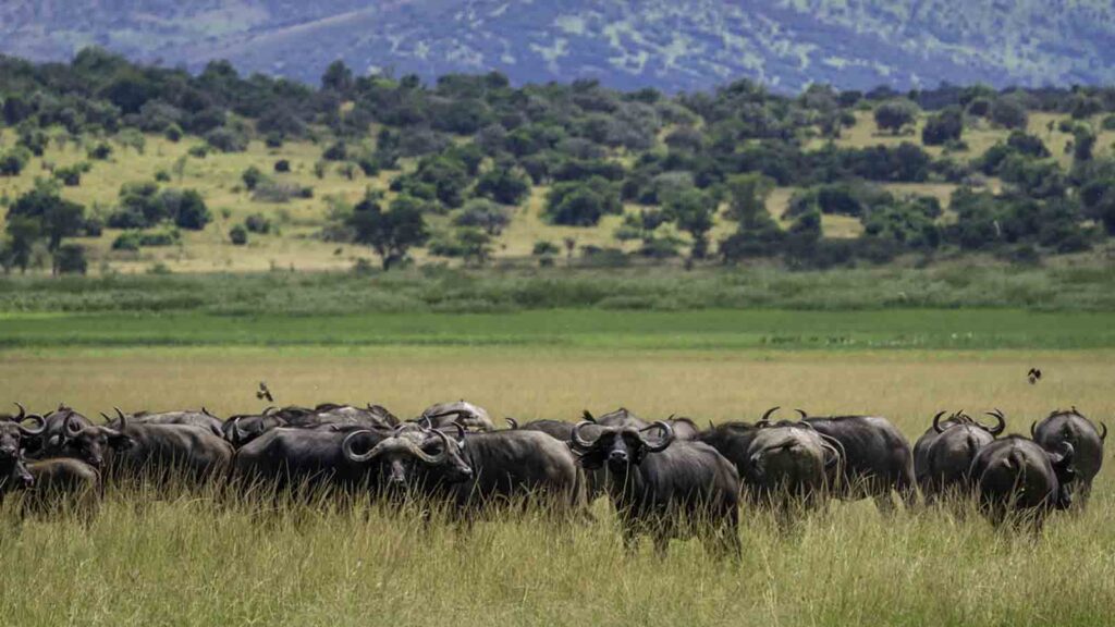 Game safaris in Rwanda