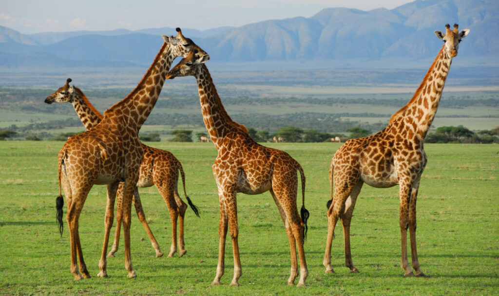 Murchison Falls Park