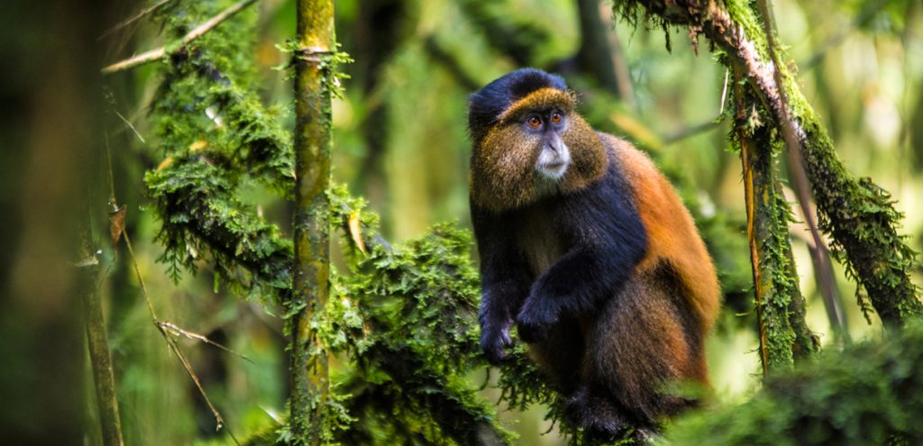 Golden monkey trekking